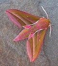 Elephant Hawkmoth - Deilephila elpenor © Teresa Farino